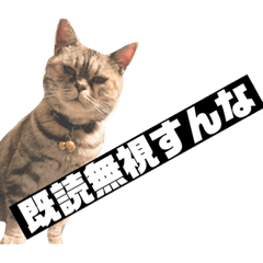 [LINEスタンプ] ダルマ猫の呟き