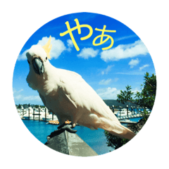 [LINEスタンプ] ぽへ森のかわいい動物たち