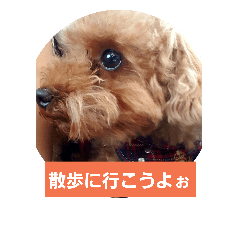 [LINEスタンプ] 大好きな愛犬チョコilovechoco2013