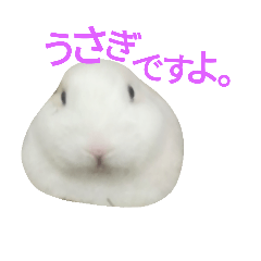 [LINEスタンプ] うさぎのホマレ