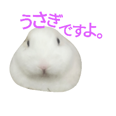 [LINEスタンプ] うさぎのホマレの画像（メイン）