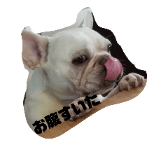 [LINEスタンプ] いつもころ介と(フレンチブルドッグ)