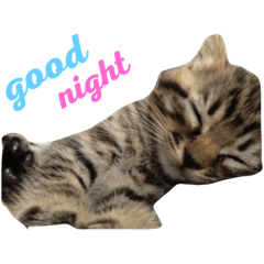 [LINEスタンプ] 内山家の猫達
