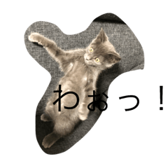 [LINEスタンプ] 我が家のねこちゃん！