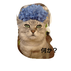 [LINEスタンプ] きんた あんど ふれんど