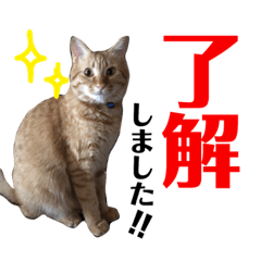 [LINEスタンプ] 愛猫むさし