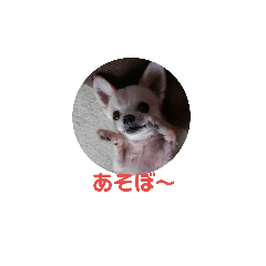 [LINEスタンプ] チワワ挨拶2