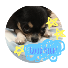 [LINEスタンプ] チワワのオレオ君♡