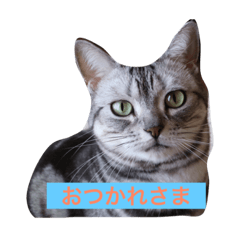 [LINEスタンプ] 癒しアメショー