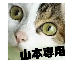 [LINEスタンプ] 猫の雪那くん 写真スタンプ（山本専用ver）