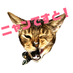 [LINEスタンプ] ライフとメルのゆるゆるスタンプ