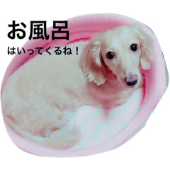 [LINEスタンプ] 人見知りランちゃん