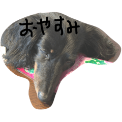 [LINEスタンプ] こはにょん日常