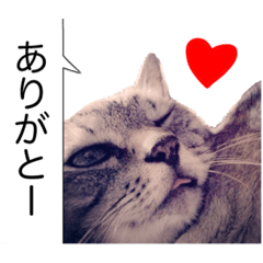 [LINEスタンプ] サバトラ猫