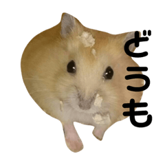 [LINEスタンプ] ハムスターきすけ
