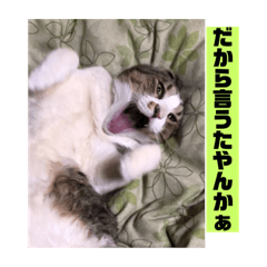 [LINEスタンプ] デカ猫クゥさんとワンコのアリちゃん
