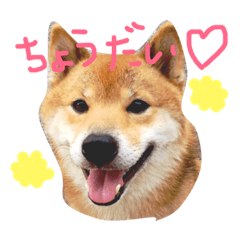 [LINEスタンプ] 柴犬ボス