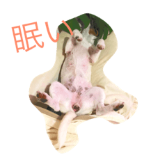 [LINEスタンプ] ノエル カワカワ