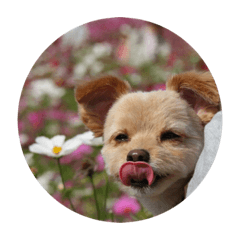 [LINEスタンプ] 犬のもこ 2