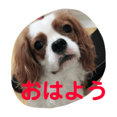 [LINEスタンプ] キャバリアチャールズくん