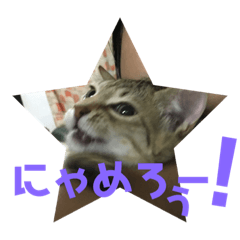 [LINEスタンプ] ツンデレ猫 ちゃーたん