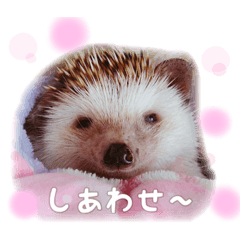 [LINEスタンプ] ハリネズミ。むぎとろすたんぷ4