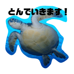 [LINEスタンプ] 水中のいきものたち