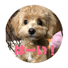 [LINEスタンプ] マルプーここちゃん