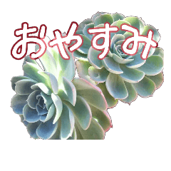 [LINEスタンプ] botanical love1(多肉編)