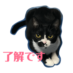 [LINEスタンプ] ちひろさん家の猫たち