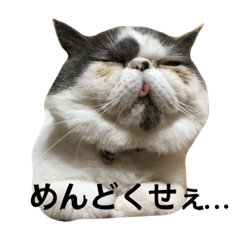 [LINEスタンプ] 猫の日常よくつかう。