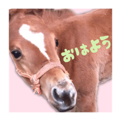 [LINEスタンプ] 仔馬ちゃん(子馬、HORSE、写真、実写版)