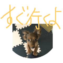 [LINEスタンプ] チワックスタンプ チョコ