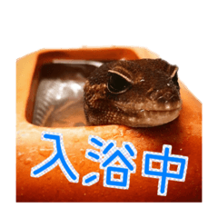 [LINEスタンプ] 愛しの爬虫類達
