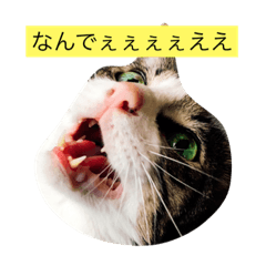 [LINEスタンプ] 関西弁の3匹のねこ