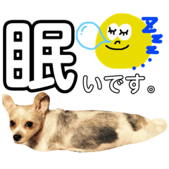 [LINEスタンプ] きゃねこちゃま