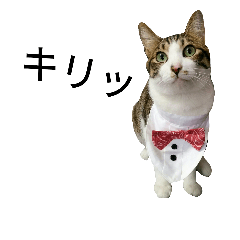[LINEスタンプ] 実家のキジシロ猫