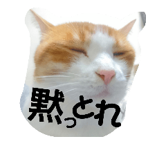 [LINEスタンプ] 猫の表情あるある