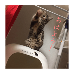 [LINEスタンプ] 我が家のにゃんこの日常生活！