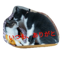 [LINEスタンプ] 日本ねこ24