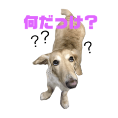[LINEスタンプ] 犬のほんわかすたんぷ