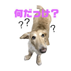 [LINEスタンプ] 犬のほんわかすたんぷの画像（メイン）