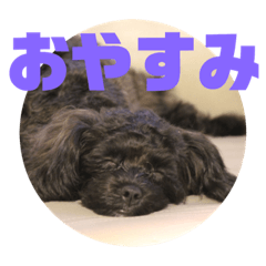 [LINEスタンプ] トイプードルとシーズーのMIX犬エマ 3