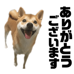 [LINEスタンプ] 愛犬柴犬こゆきのスタンプ