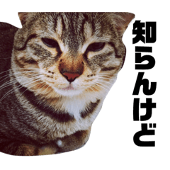 [LINEスタンプ] 本日の梅ちゃん 2
