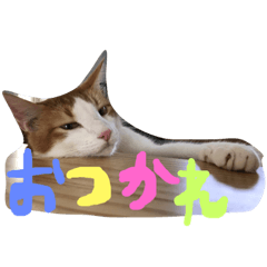 [LINEスタンプ] ハチワレ猫ネイマール