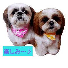 [LINEスタンプ] ココとななでご挨拶