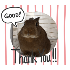 [LINEスタンプ] うさぎの茶太郎スタンプ