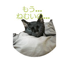 [LINEスタンプ] 愛猫 ジジたん