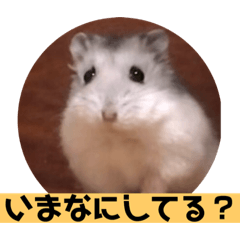 [LINEスタンプ] 愛し癒しのハムスターズ